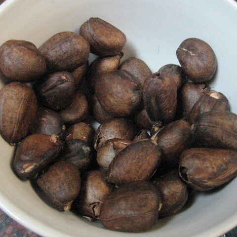 Breadnuts