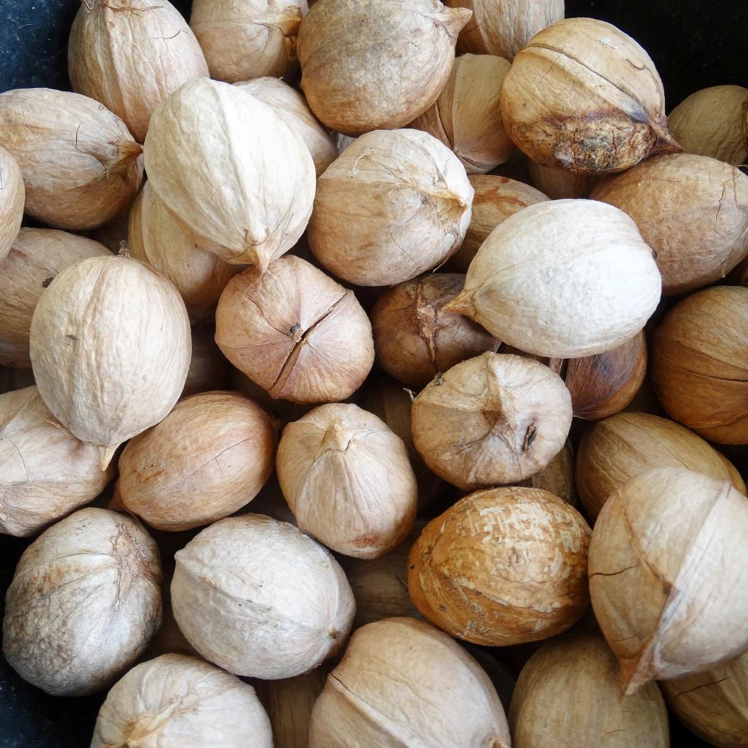 Hickory Nuts